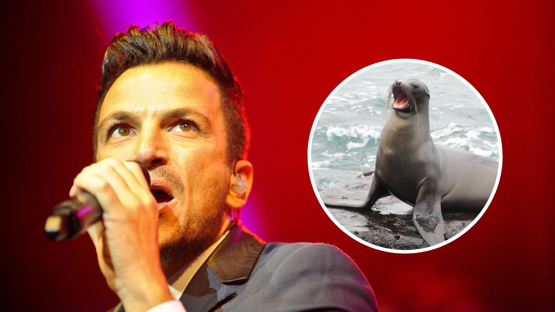 Peter Andre sings Mysterious Girl with a sea lion!